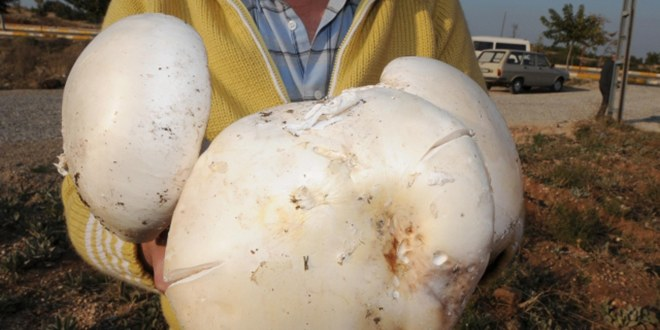 Denizli`de 3.8 Kilogram Ağırlığında Mantar Bulundu