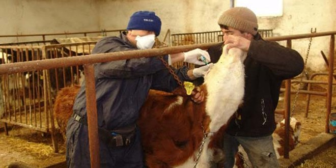 Dörtyol`da 5 Bin Büyükbaş Hayvana Aşı