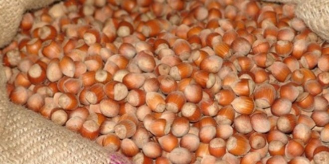 Düzce`de Hırsızların Yeni Gözdesi Fındık