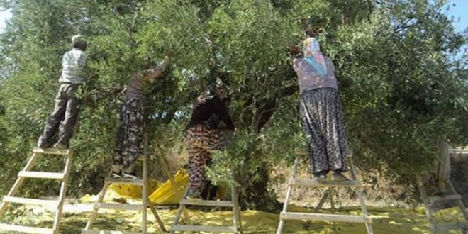 Edremit`te Zeytin Hasadı Başladı