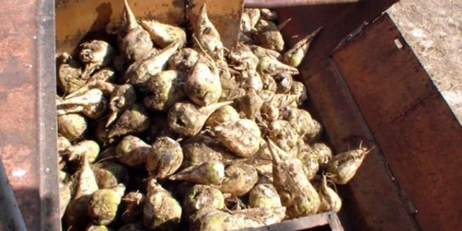 Elbistan Şeker Fabrikası 135 Bin Ton Pancar Aldı