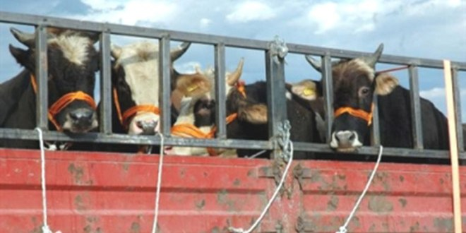 Eskişehir`de Kaçak Kurbanlık Operasyonları