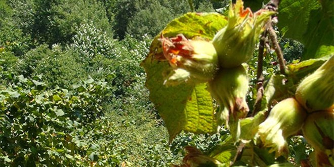 Fındıkta Verim ve Kaliteyi Artırma Projesi