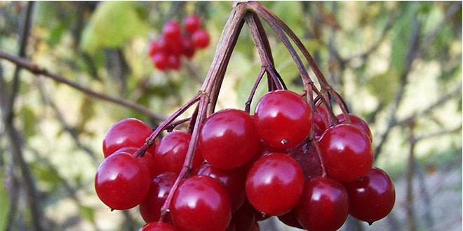 Böbrek Dostu Gilaburu Dalından Toplanmaya Başlandı