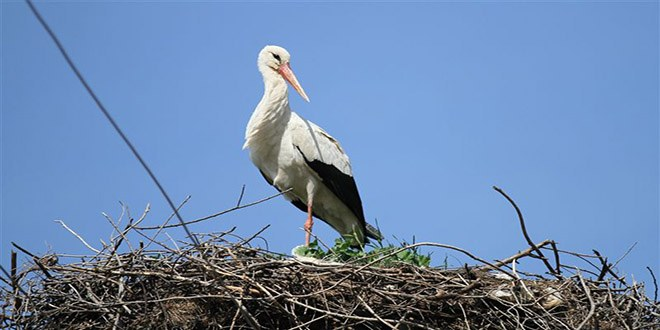 Göç Rotasını Bilmeyen Leylek, İlkbaharı Bekleyecek