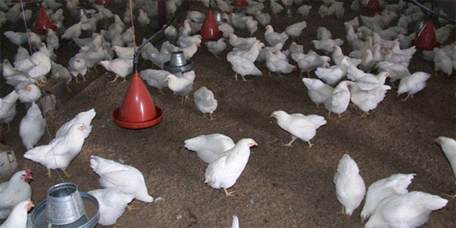 Yumurtlamayan Tavuklar, Çiftlik Sahibini İflas Ettirdi