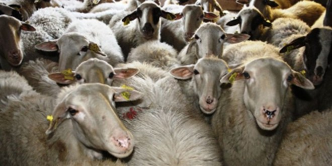 Hanönü`nde Küçükbaş Hayvanlara Küpeleme Çalışmaları