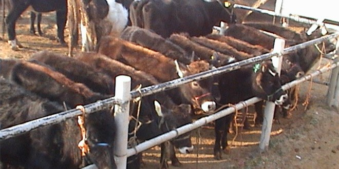 Afyonkarahisar`daki Çayırbağ Hayvan Pazarı Kapatıldı