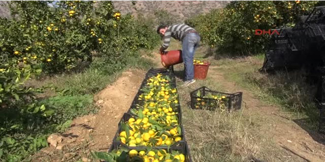 İncirliovalı Mandalina Üreticisi Fiyatlardan Mutsuz