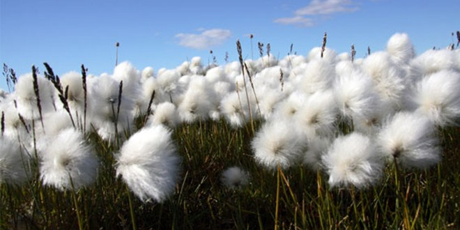 Türkiye`de `İyi Pamuk` Üretimi Yaygınlaşıyor