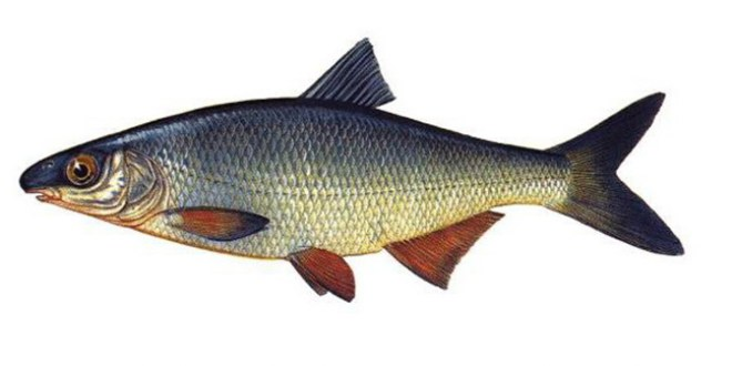 Beyşehir Gölü`nde `Kababurun`u Yaşatma Operasyonu