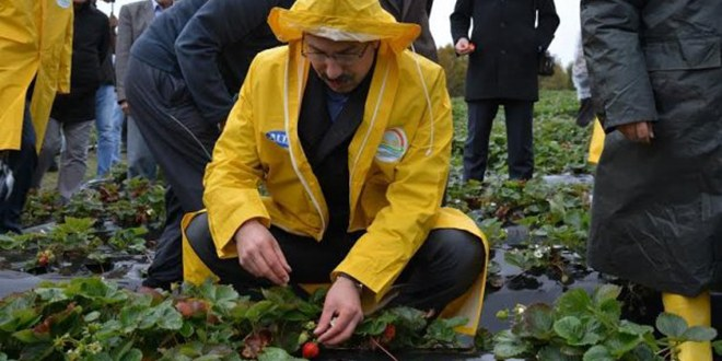 Kabadüz`de Tarla Günü