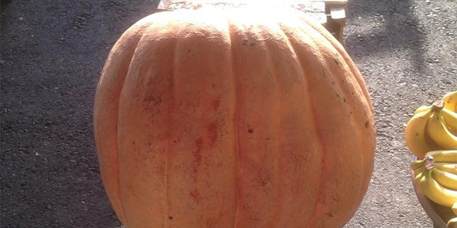 Kadın Çiftçi Bahçesinde 71 Kilogramlık Bal Kabağı Yetiştirdi