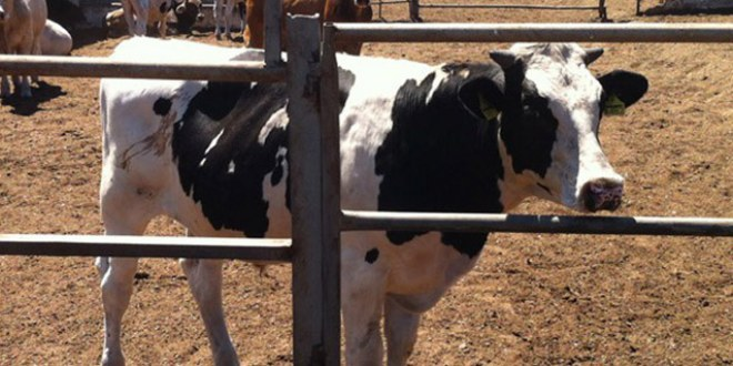 117 Kaçak Kurbana El Konuldu ve 30 Bin Lira da Ceza Kesildi