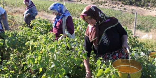 Kadınların Kırsal Alandaki Etkinliği Artacak