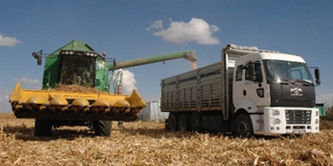 Karaman`da Mısır Hasadı Başladı