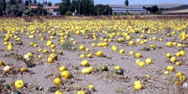 Kayseri`de Kabak Çekirdeği Hasadı Başladı