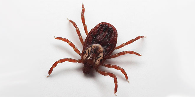 Bilinçlendirme Çalışmaları Keneden Ölümleri Azalttı