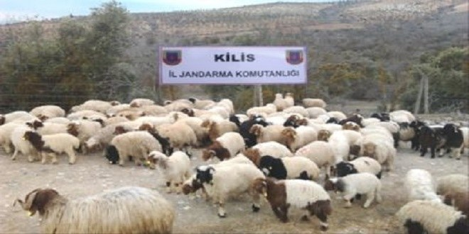 Kilis`te Küçükbaş Hayvan Kaçakçılığı