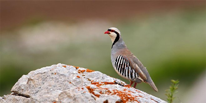 Mut`ta Doğaya 350 Kınalı Keklik Salındı