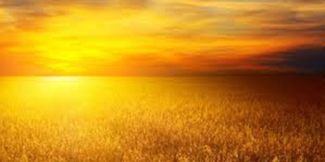 Kırıkkale`de 8 Yeni Buğday Denemesi Başlatıldı