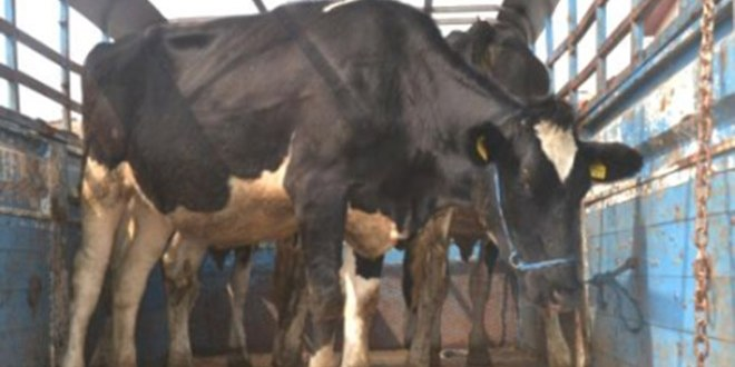 Kırklareli`nden İstanbul`a Kurban Sevkıyatı