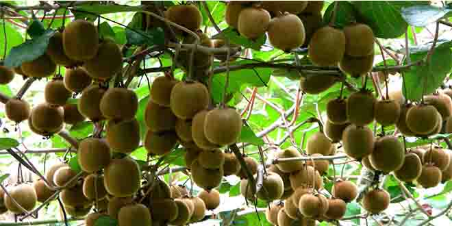 Kivi Rekoltesinde Düşüş