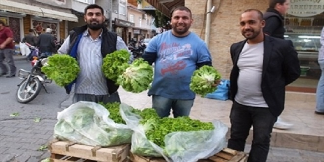 Kıvırcık Marul Çiftçinin Yüzünü Güldürdü