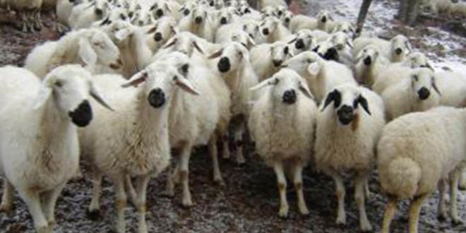 Konya`da `Küçükbaş Hayvancılık Kongresi`