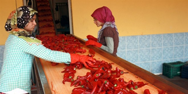 Köylüler, Ürettikleri Acı Biberleri Hollanda`ya Sos Olarak İhraç Ediyor