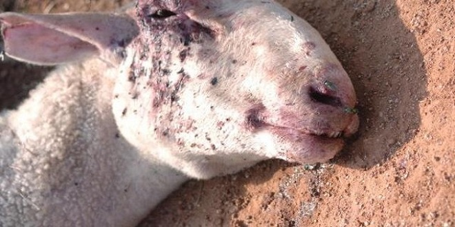 Çanakkale`de Koyunlar Mavi Dil Hastalığından Telef Oldu