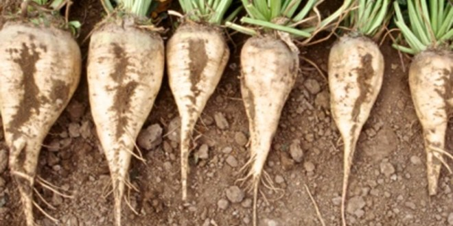 Kuraklık Şeker Pancarını da Etkiledi