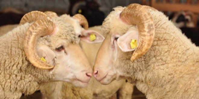 Kurbanların Kulak Küpeleri Kayıtan Düşülmesi İçin Tarım Müdürlüğüne Verilecek