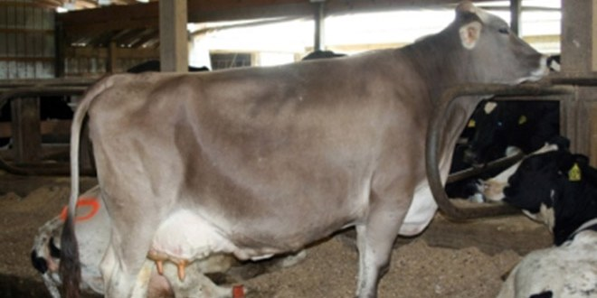 Kurbanlıklarda `Yerli Irk` Talebi Fiyatları Yükseltti