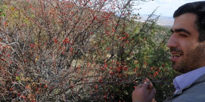 Kuşburnu Geçim Kaynağı Oldu