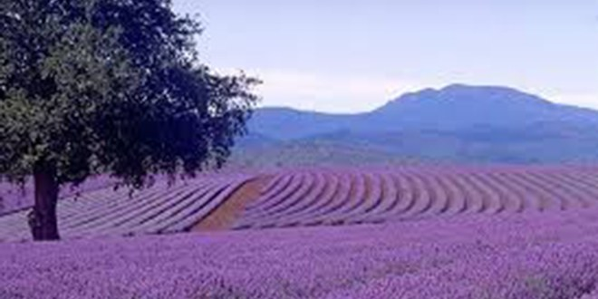 Eğirdir Belediyesi 10 Bin Kök Lavanta Dikecek