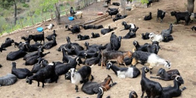 Manisa`da 80 Keçi Hastalıktan Telef Oldu