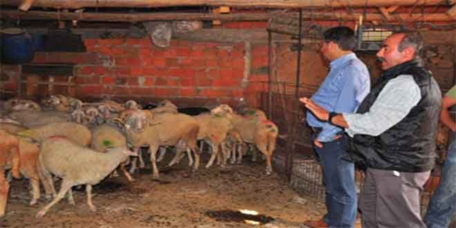 Gıda Tarım ve Hayvancılık Bakanlığı`ndan `Mavidil Hastalığı` Açıklaması