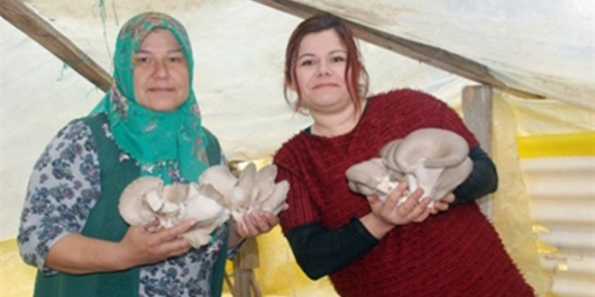 Zonguldak`ta Mantar Yetiştiren Kadın Girişimci Destek Bekliyor