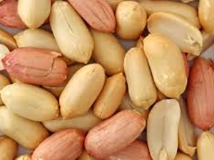 Mersin`de yer fıstığı hasadına başlandı