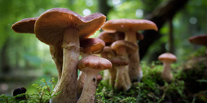 Zehirli Mantarlar Hakkında Yanlış Bilinenler