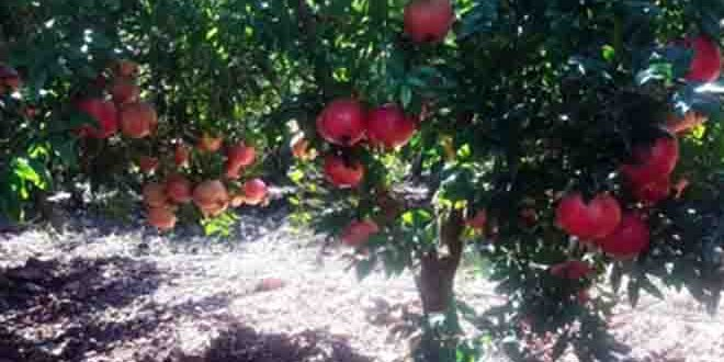 Nar Hasadı Başladı