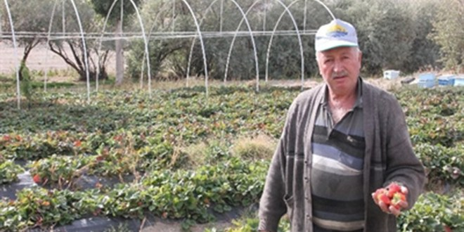Nevşehir`de Kış Aylarında da Çilek Yetiştirilecek