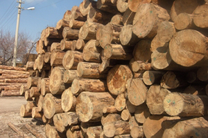 Orman ürünlerinde hedef 25 milyar dolar