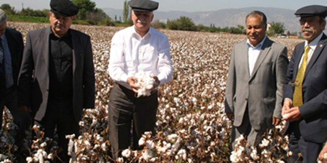 Pamuk Hasadı Başladı, Üretici Fiyattan Memnun Değil
