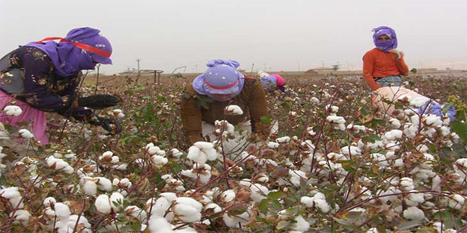 Pamuk Toplayan İşçilerin Ücreti Belirlendi