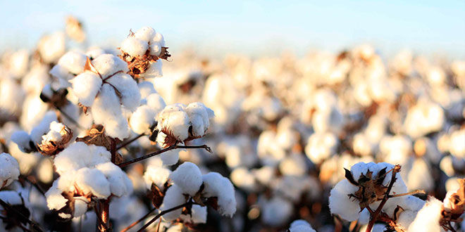 Pamukta Makineleşme Hasadı Artırdı