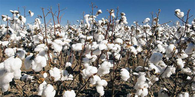 Pamukta 15 Yeni Çeşit Geliyor