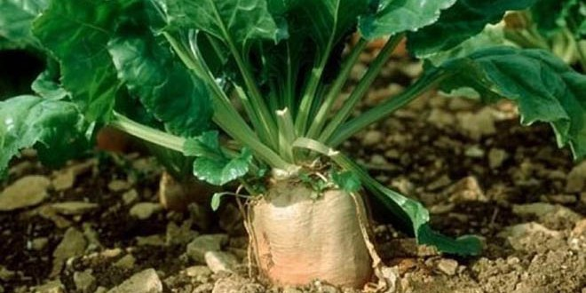 Şeker Pancarında Yaprak Hastalığı Verimi Düşürüyor