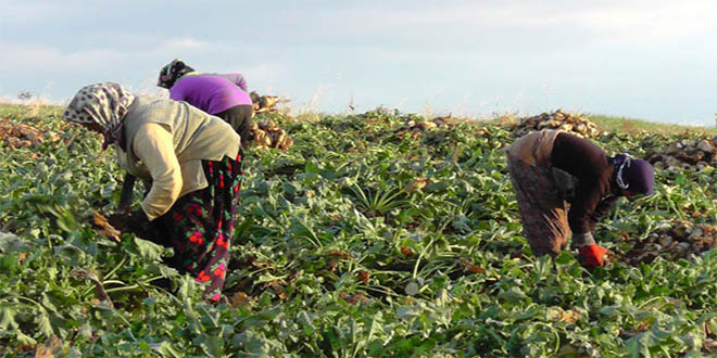 Pancar söküm avansının üçüncüsü ödenecek